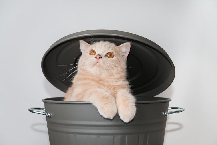 A curious Scottish Fold kitten playfully peeks out from a trash can. Cute and amusing pet portrait.