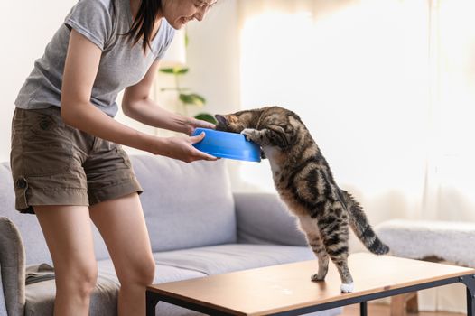 猫咪在吃专用的猫粮和零食