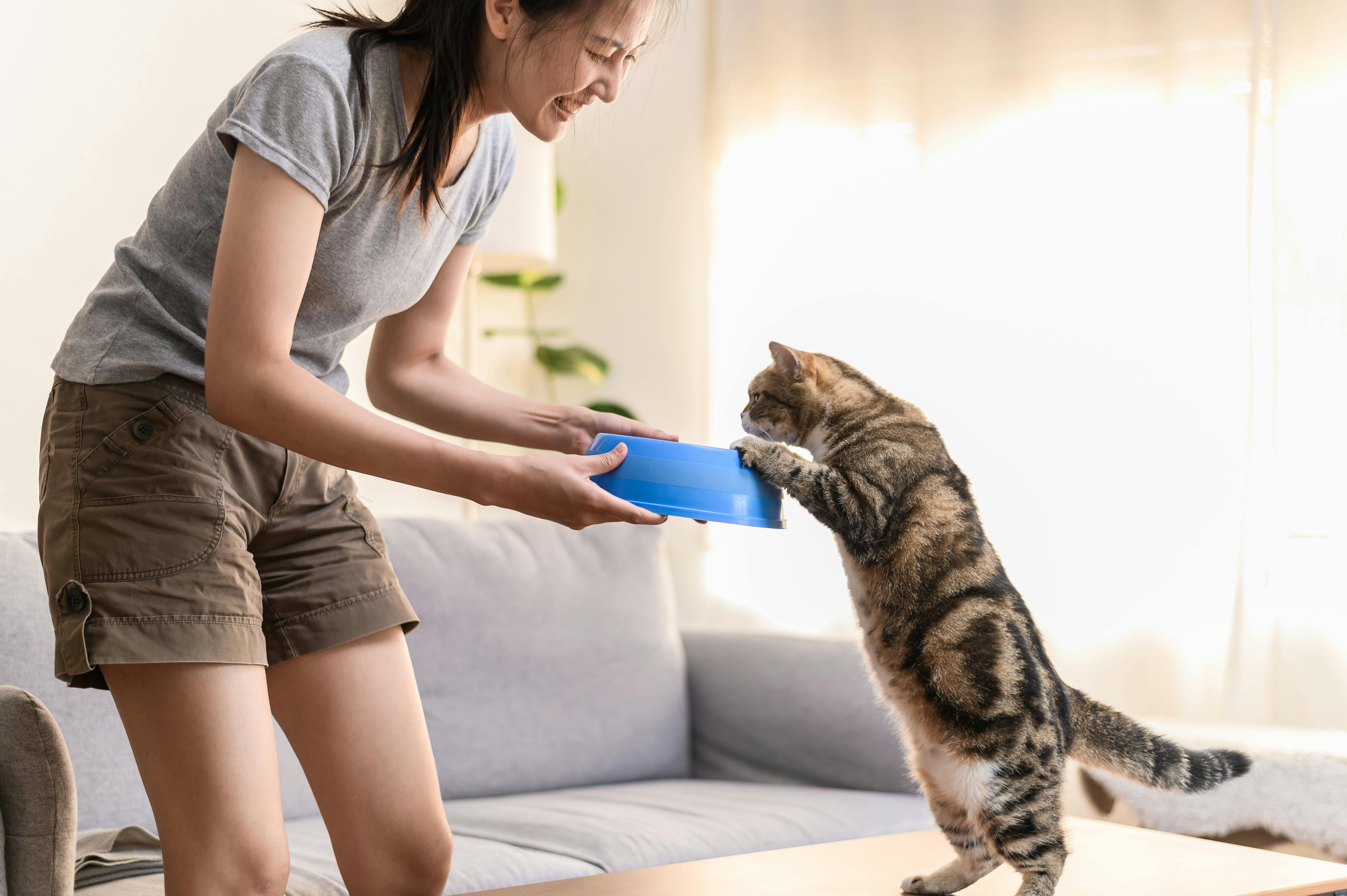 Young Asian woman cat owner giving food to her cute domestic cat at home. Adorable shorthair cat be feed by owner in living room. Human and pet relation domestic lifestyle concept. Focus o...