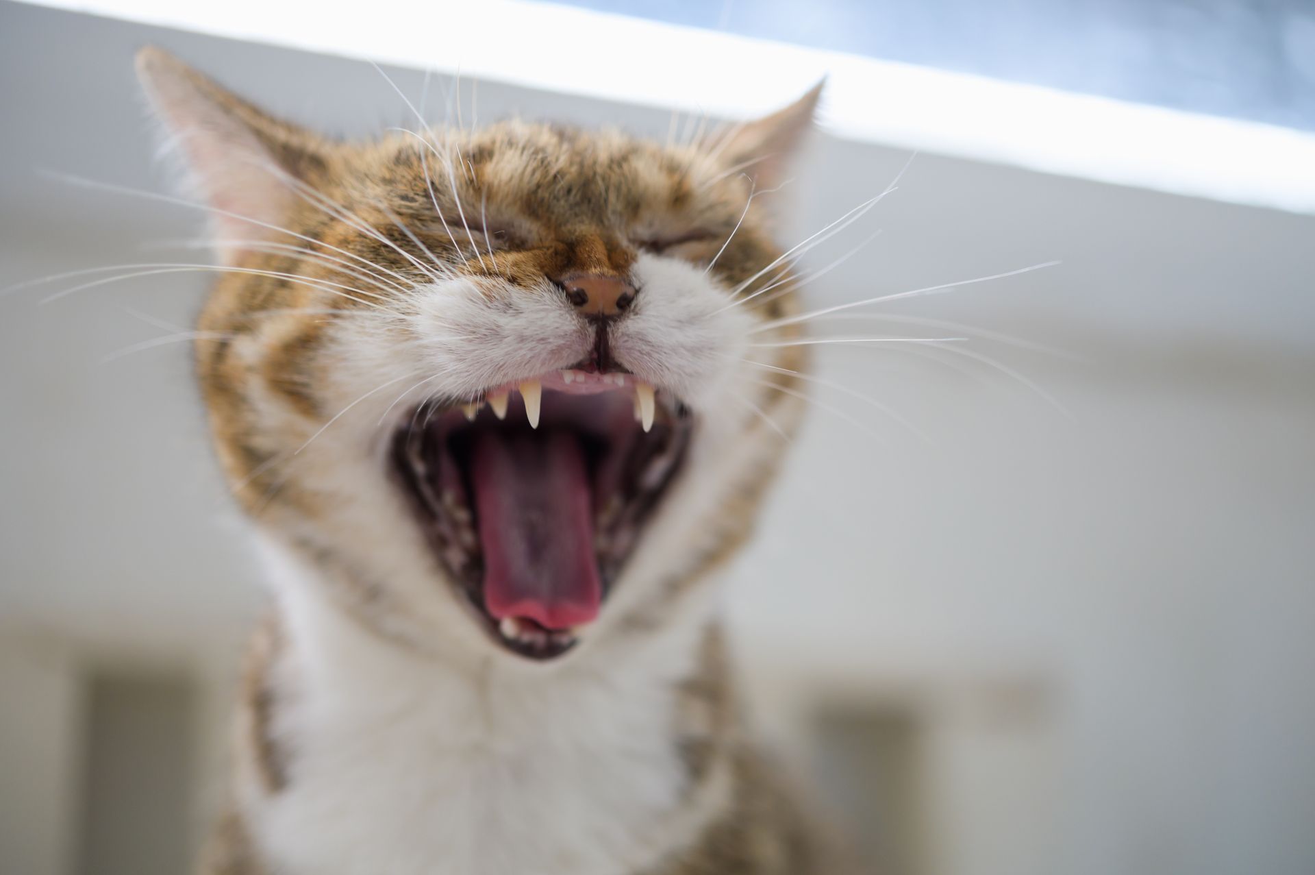 Close up cute cat having big yawn showing sharp teeth and tongue with mouth open wide.