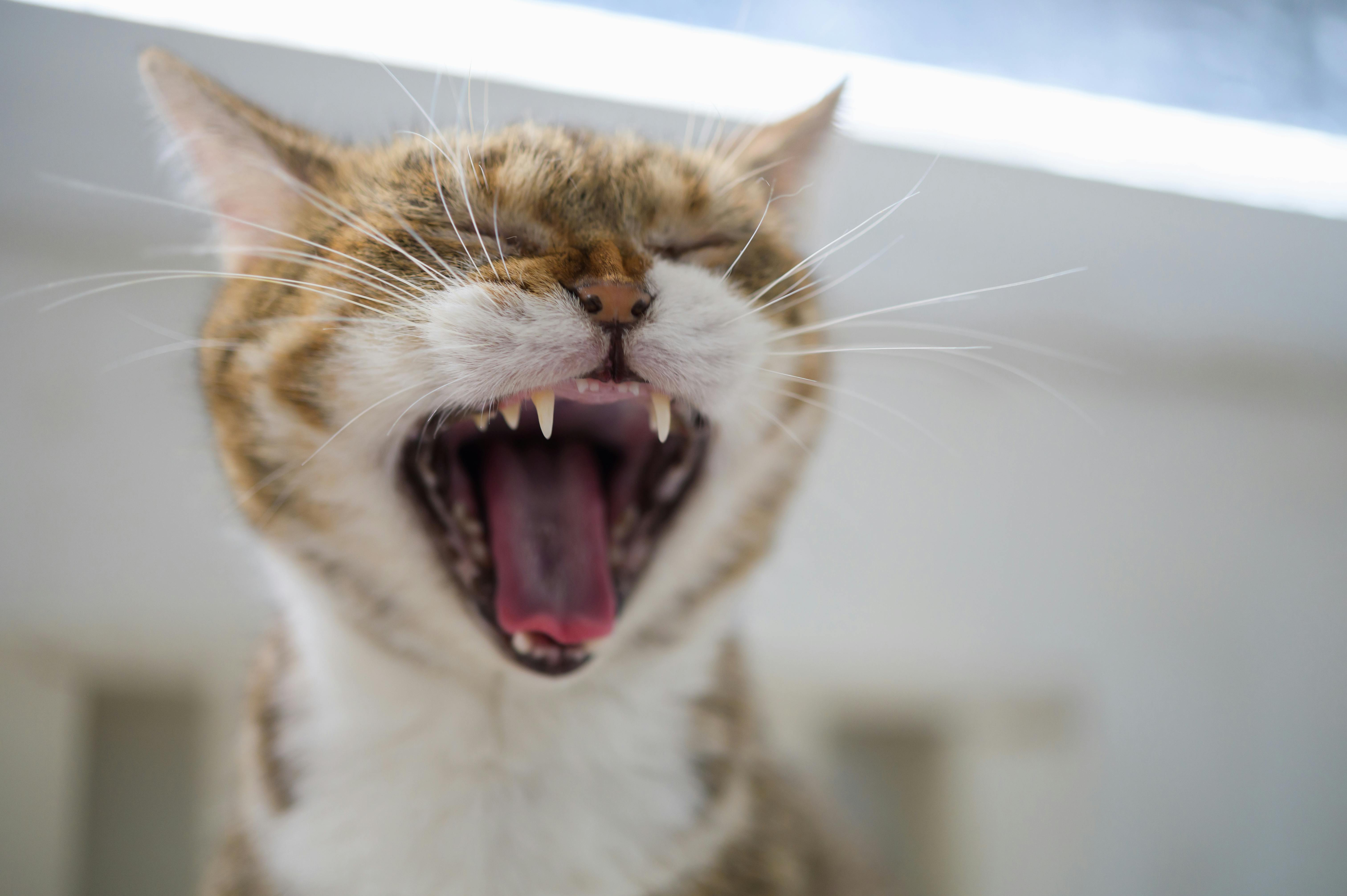 Close up cute cat having big yawn showing sharp teeth and tongue with ...