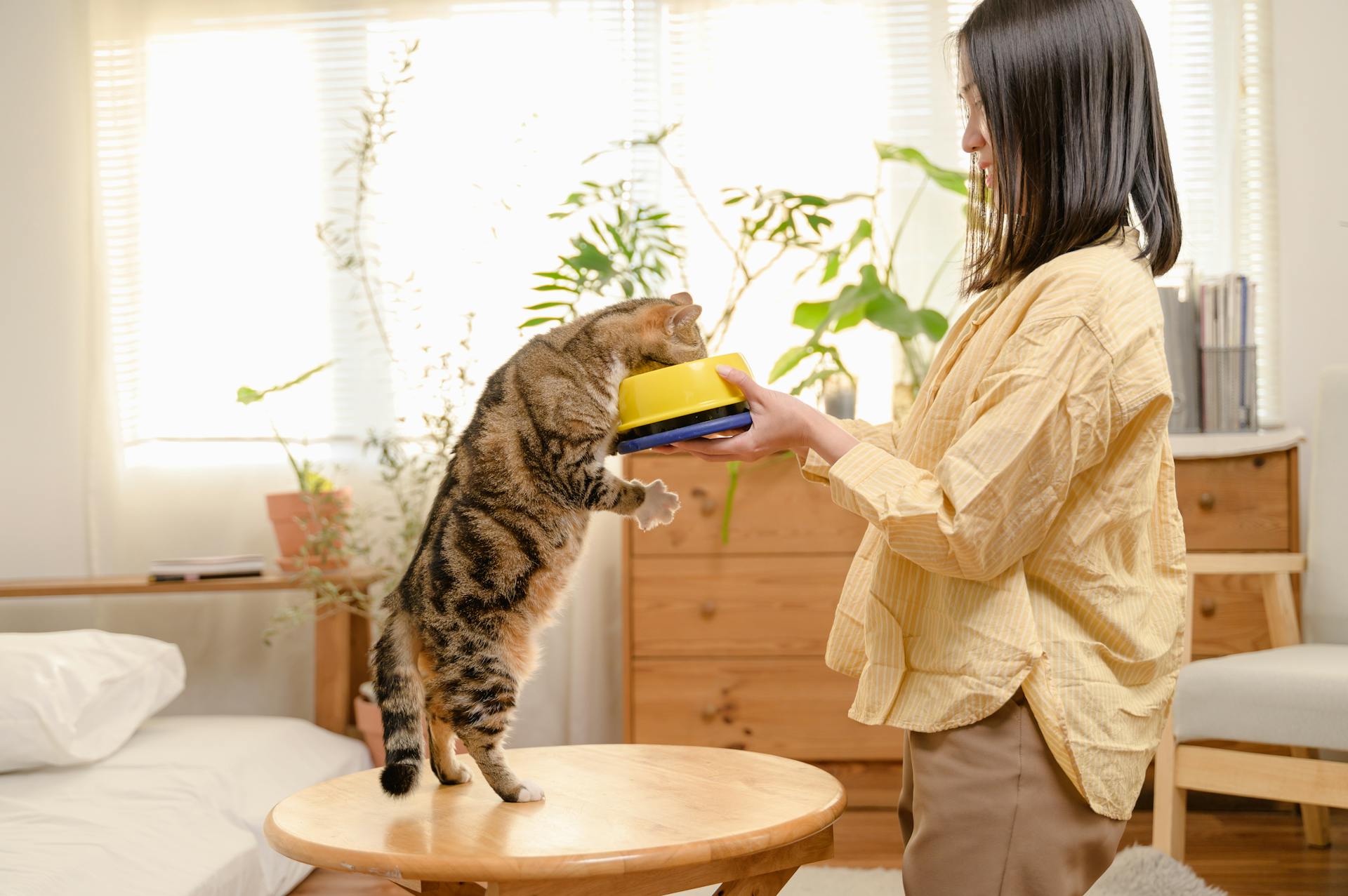 Young Asian woman cat owner giving food to her cute domestic cat at home. Adorable shorthair cat be feed by owner in living room. Human and pet relation domestic lifestyle concept. Focus o...