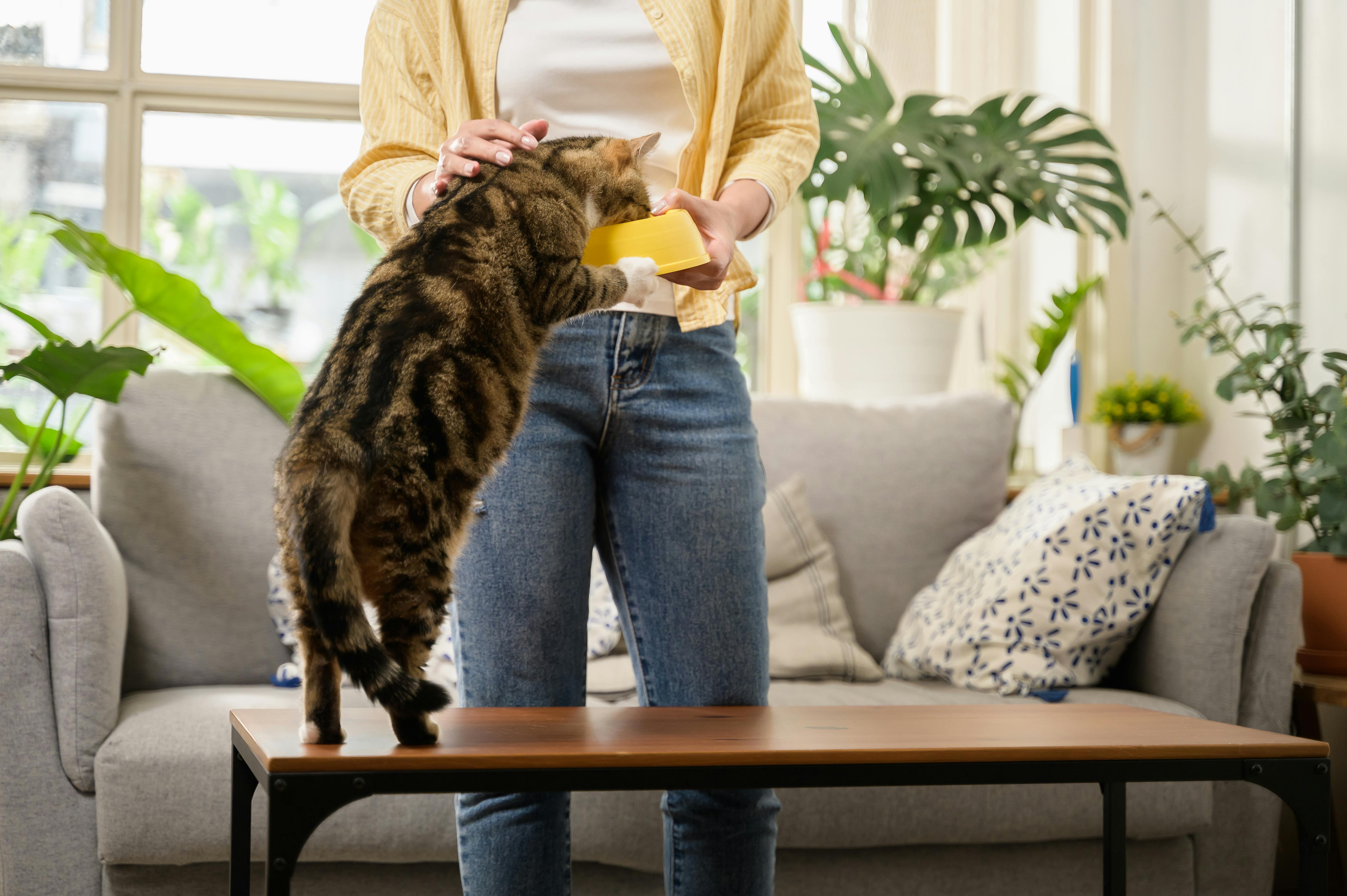 Young Asian woman cat owner giving food to her cute domestic cat at home. Adorable shorthair cat be feed by owner in living room. Human and pet relation domestic lifestyle concept. Focus o...