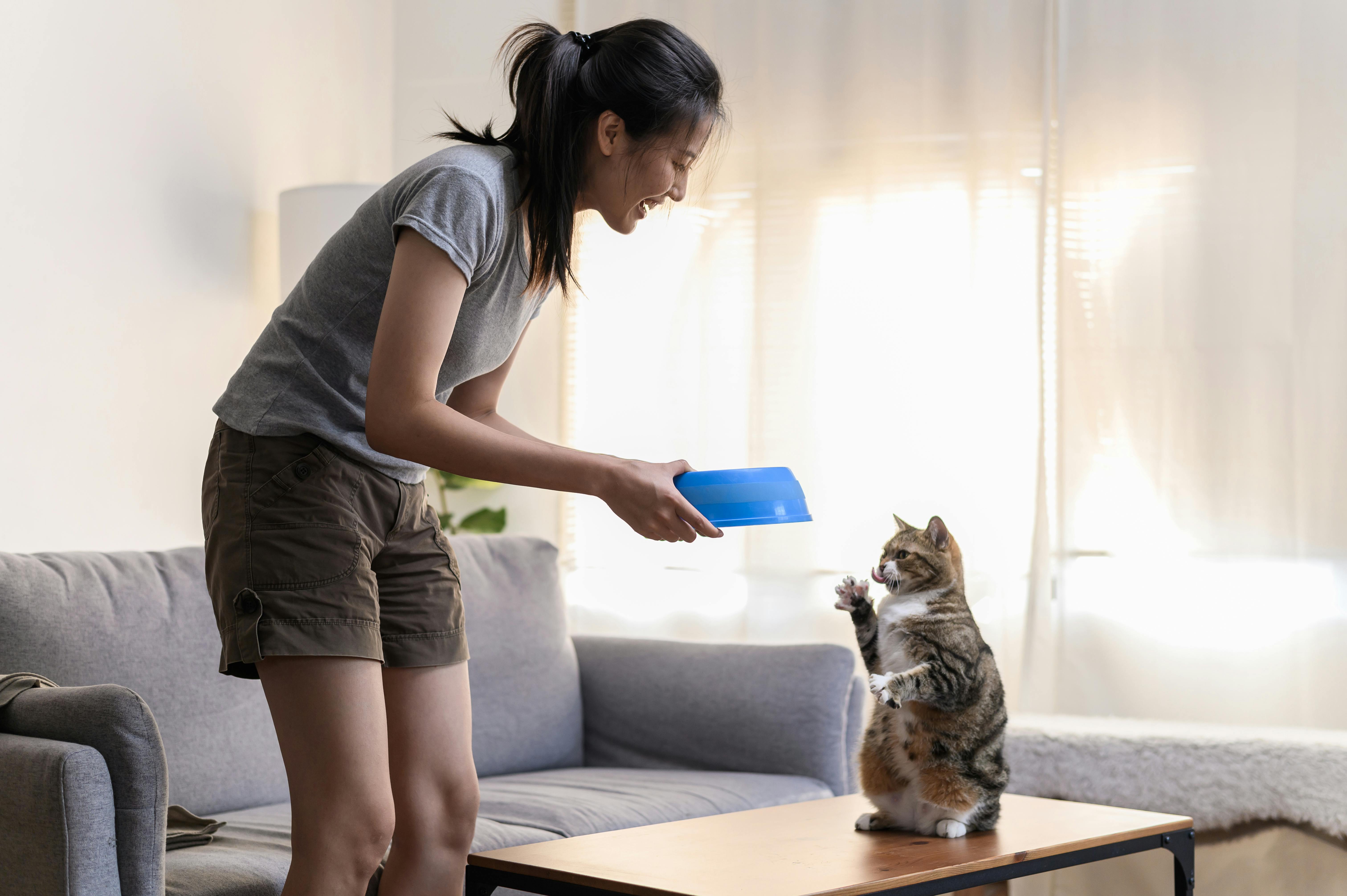 Young Asian woman cat owner giving food to her cute domestic cat at home. Adorable shorthair cat be feed by owner in living room. Human and pet relation domestic lifestyle concept. Focus o...