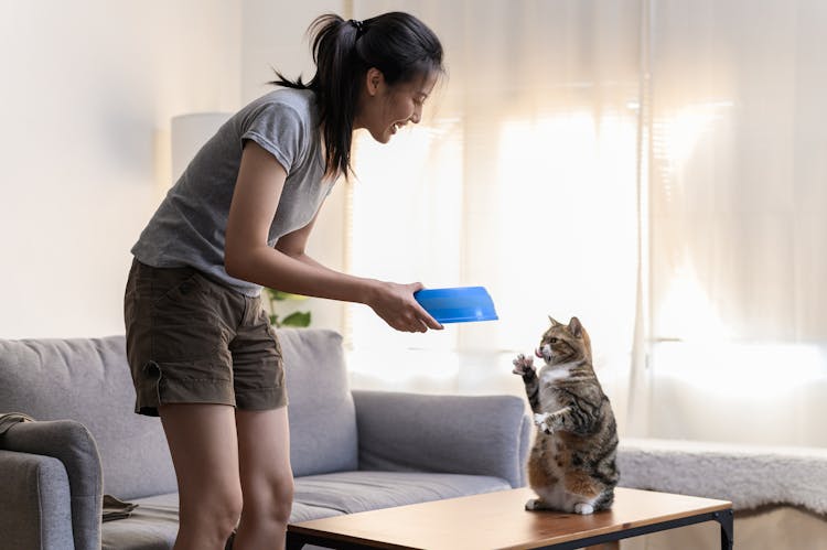 Young Asian Woman Cat Owner Giving Food To Her Cute Domestic Cat At Home. Adorable Shorthair Cat Be Feed By Owner In Living Room. Human And Pet Relation Domestic Lifestyle Concept. Focus O...