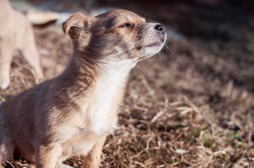 Selective Focus Photography of Puppy on Dried Grass