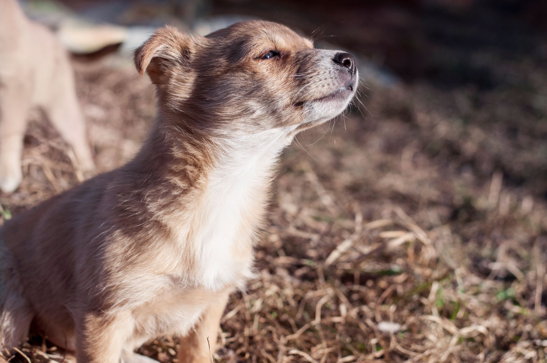 dog smelling grass outdoors close up
