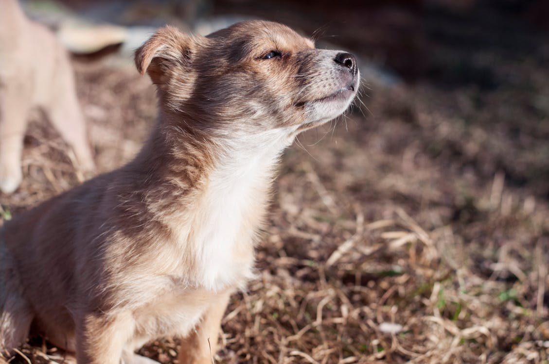 免费 小狗在干草上的选择性聚焦摄影 素材图片