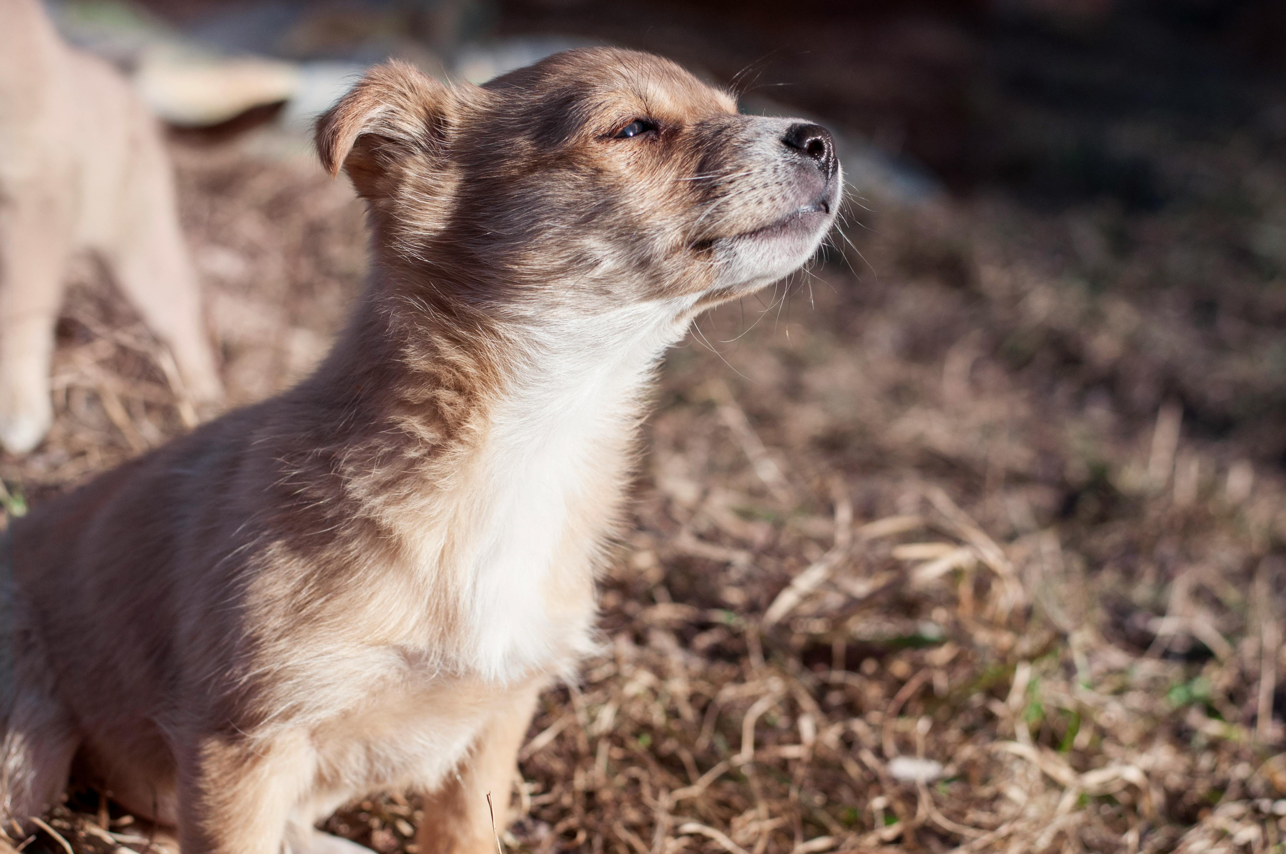 Kostenloses Foto zum Thema haustier, hund, riechen