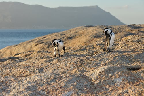 spheniscus demersus, アフリカペンギン, ビーチの無料の写真素材