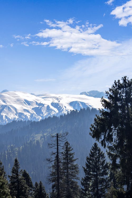 Coniferous Trees in a Mountain Valley 