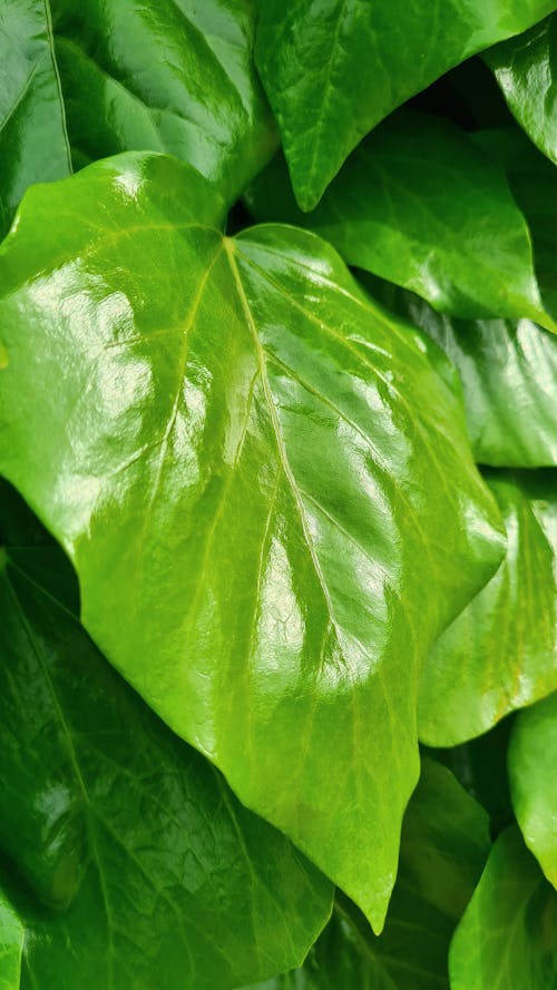Free stock photo of green leaf, nature