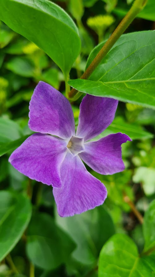 Fotos de stock gratuitas de flor lila