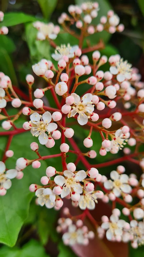 Free stock photo of white flowers