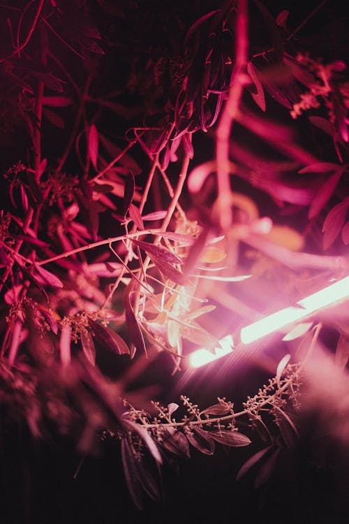 Red Light behind Leaves and Branches