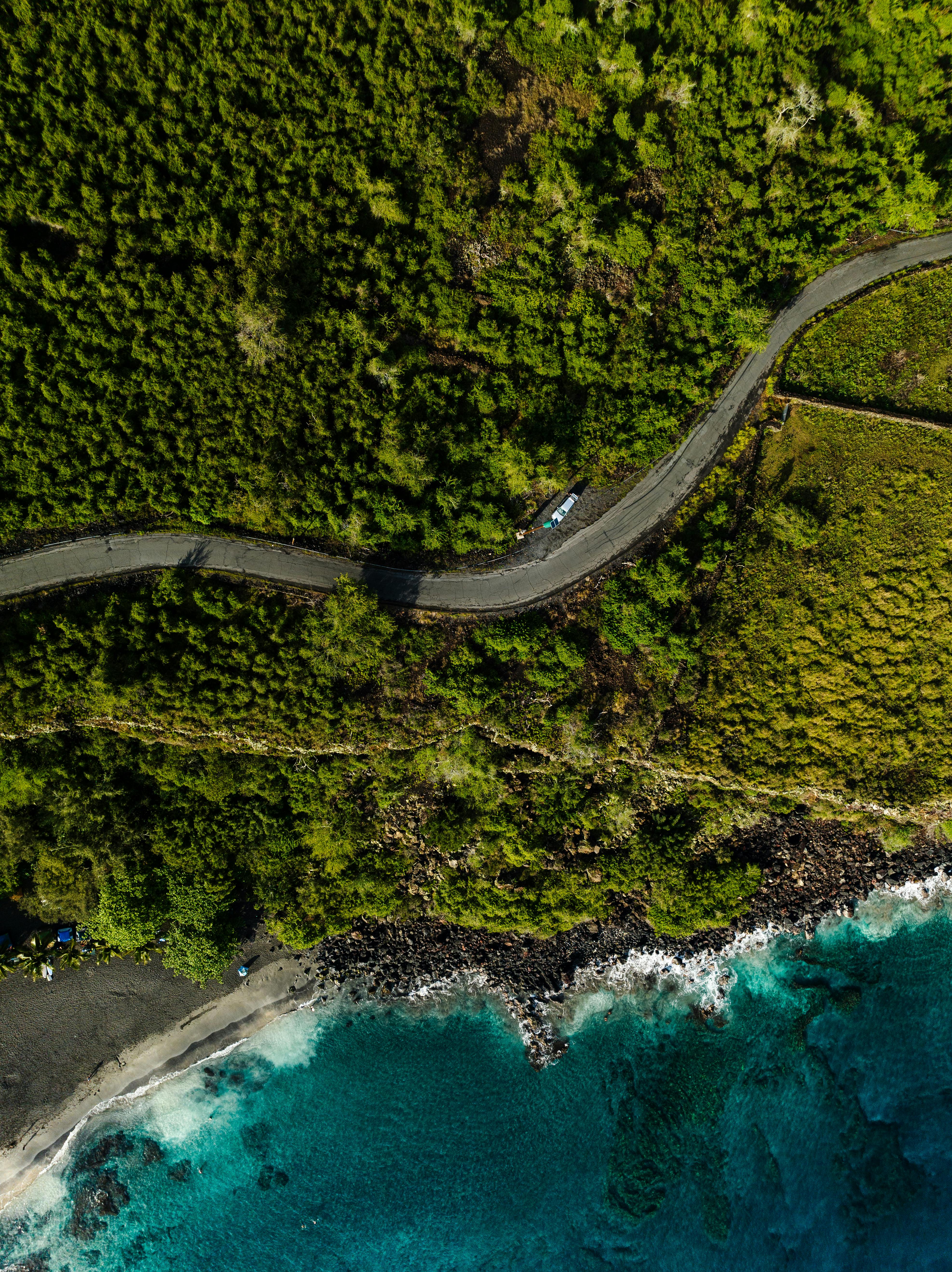 forest around road on sea shore