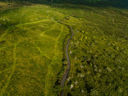 Gratis lagerfoto af droneoptagelse, grøn, luftfotos