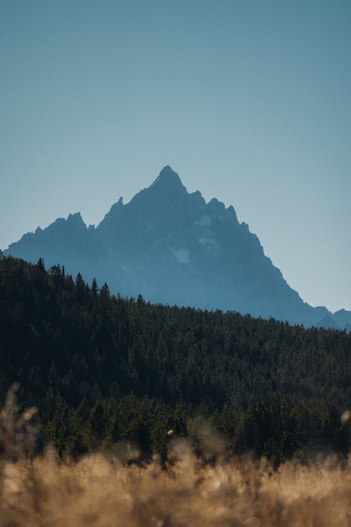 Landscape of a Coniferous Forest and a Rocky Mountain