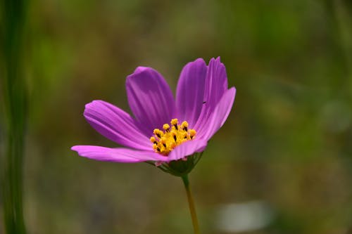 Foto d'estoc gratuïta de enfocament selectiu, flor, fons de pantalla