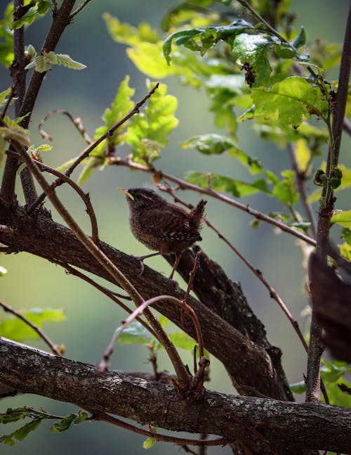 Foto d'estoc gratuïta de animal, arbre, au