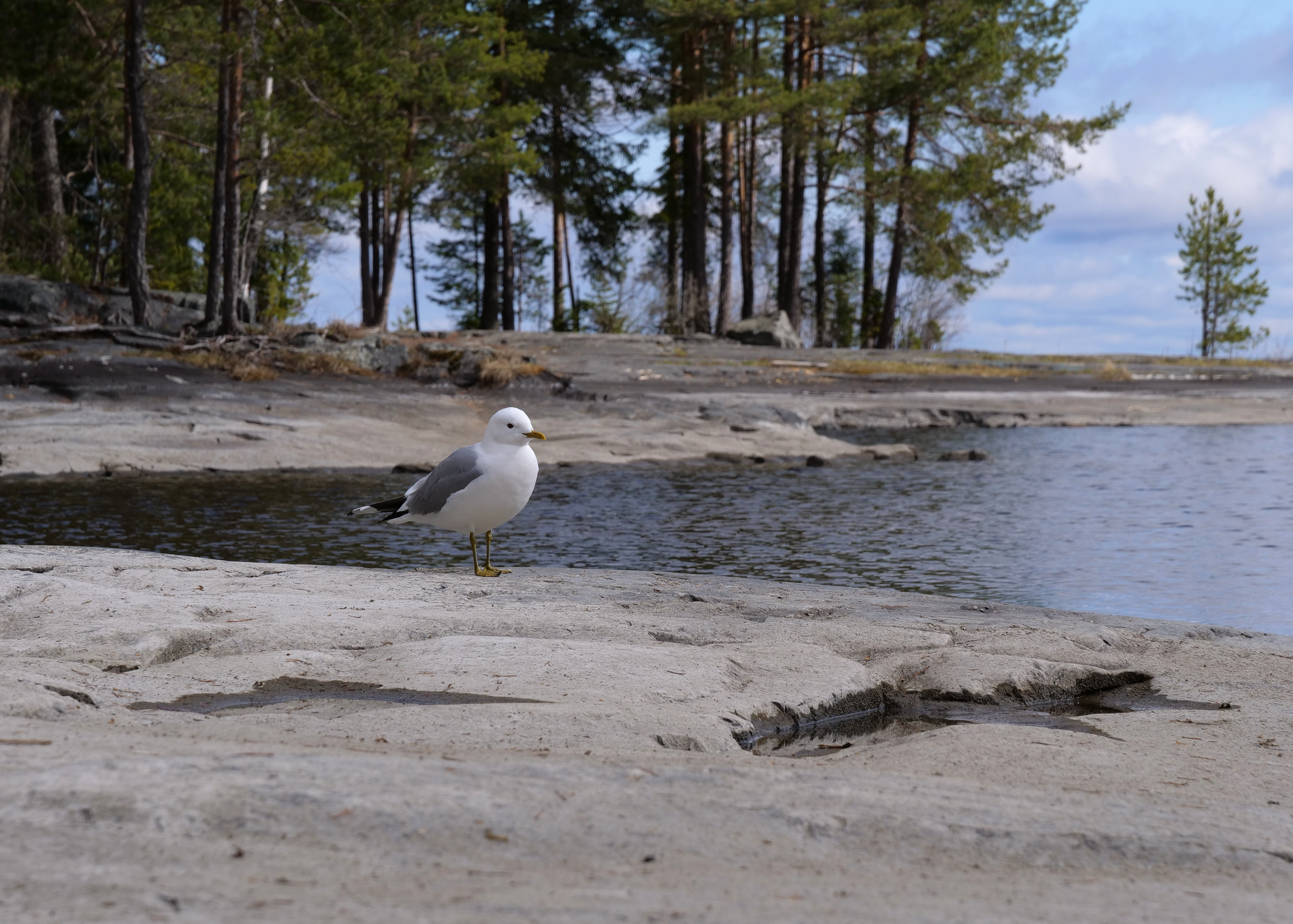 A lone seagull stands on rocky lakeside with trees in Tampere, Finland.