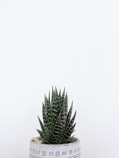 Succulent in White Background