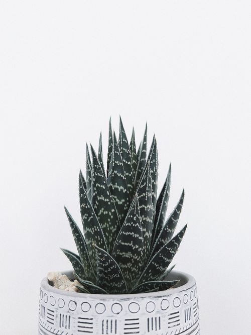 Free Close-up of an Aloe plant in a patterned pot on a white background, perfect for minimalist décor. Stock Photo