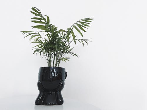 Potted Plant in White Background