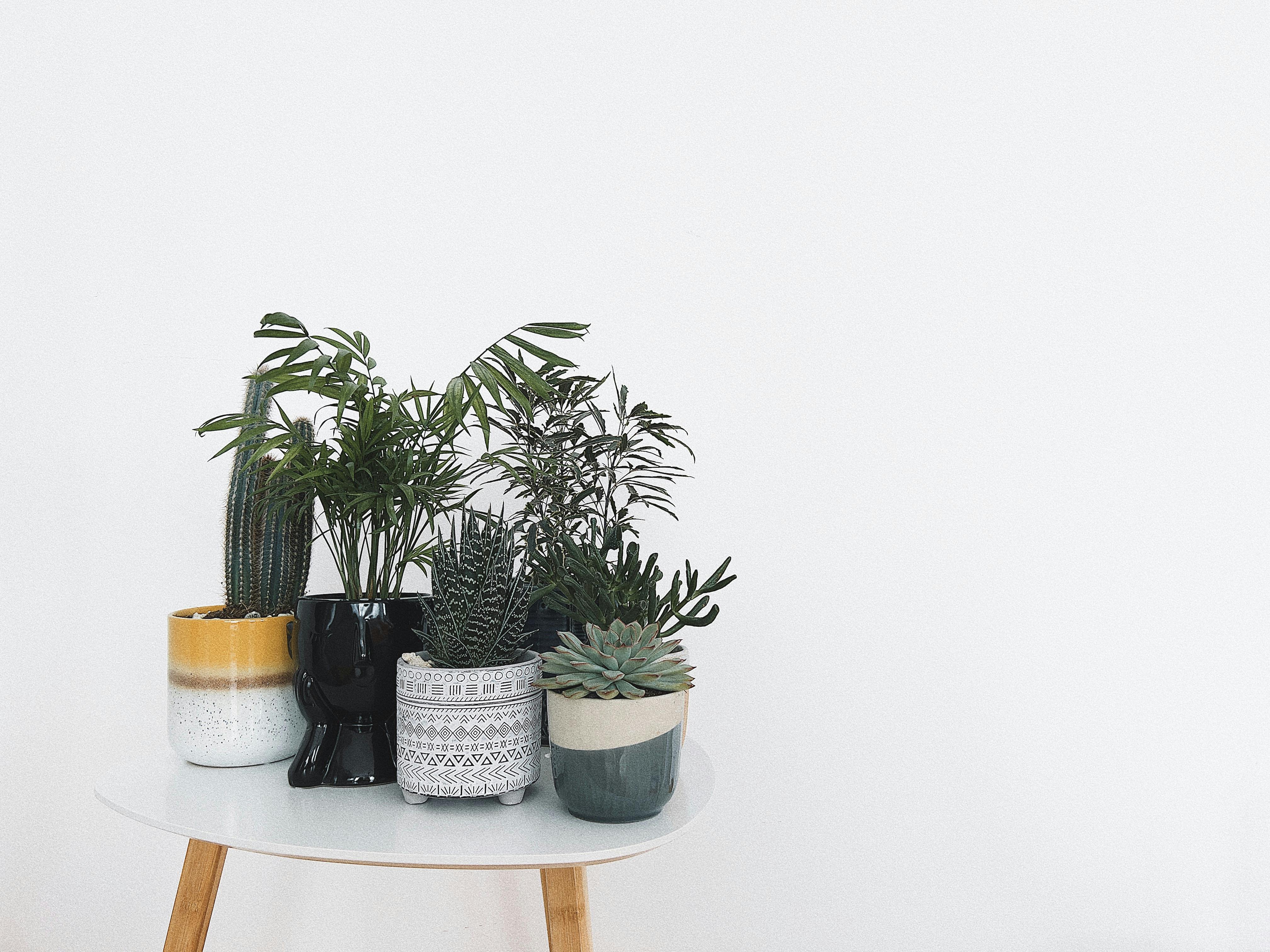The Best Self-Watering Planters of 2026, Tested by Gardening Experts — Photo by Jennie  Ra on Pexels