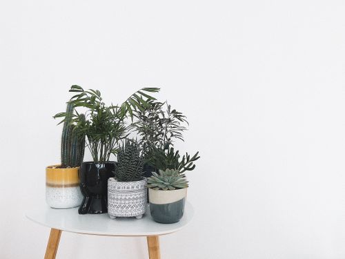 Free Modern indoor plants arranged in decorative pots on a minimalist white table, perfect for home decor inspiration. Stock Photo