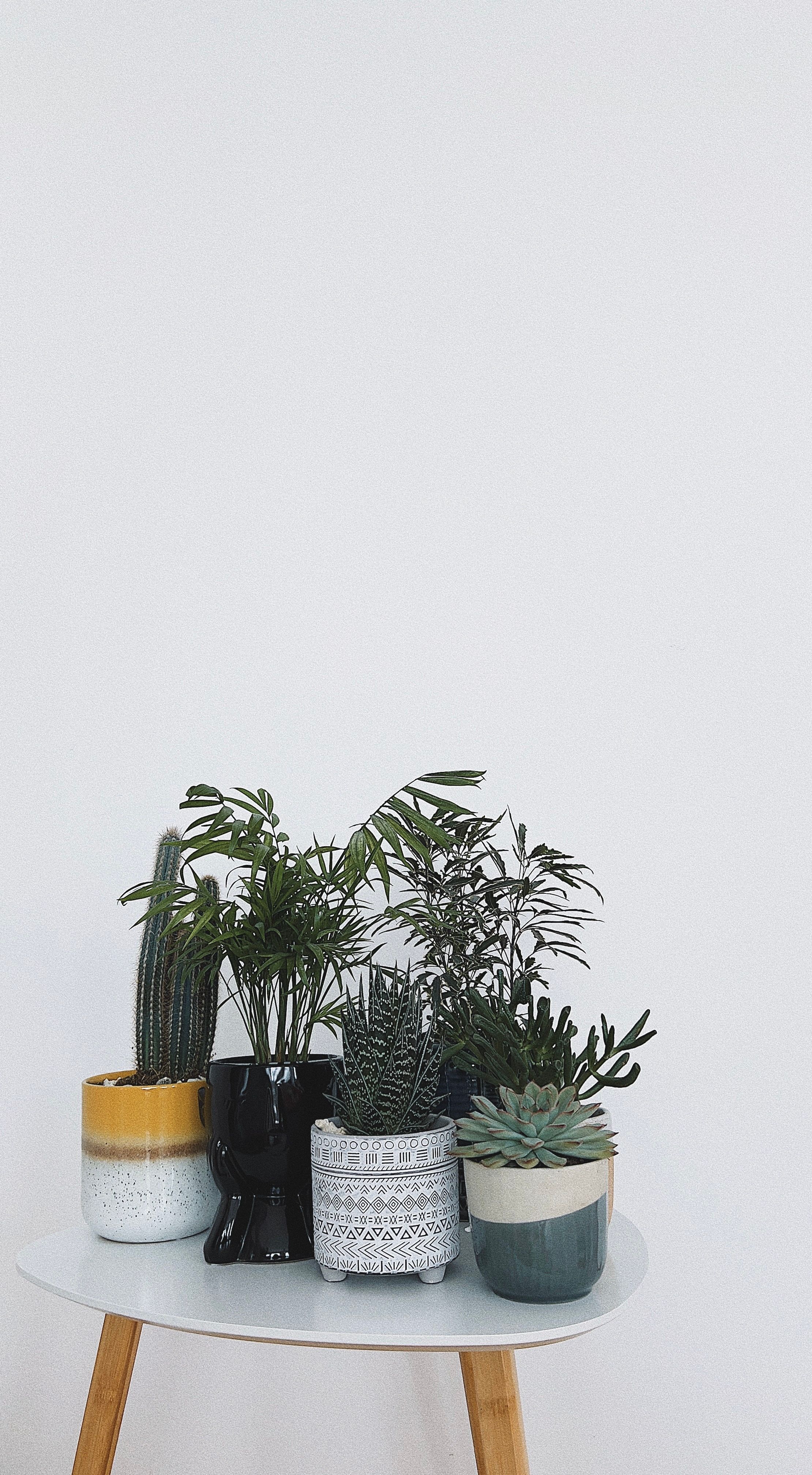 Photo of Plants on the Table · Free Stock Photo