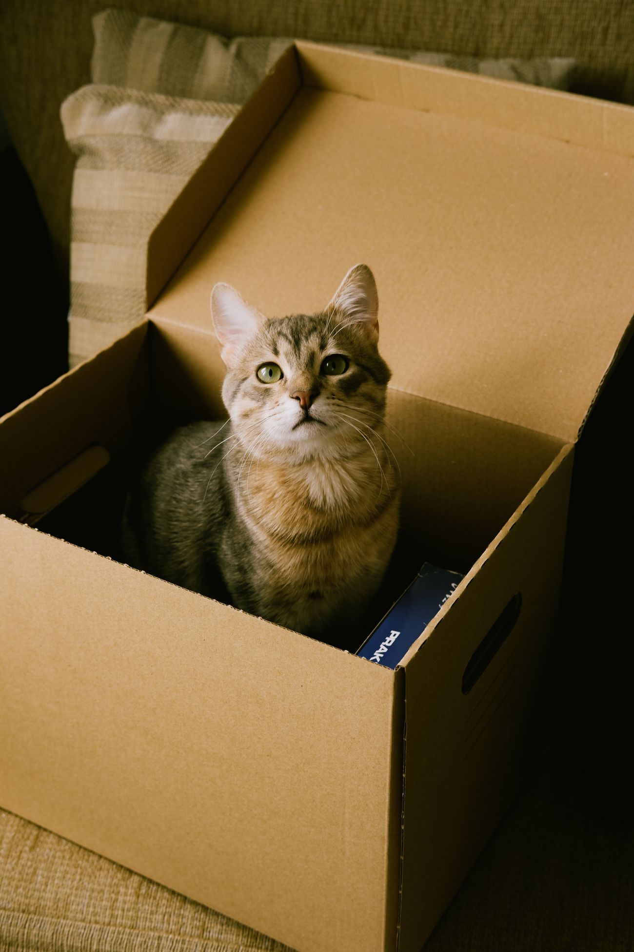 Curious tabby cat comfortably sitting in a cardboard box indoors
