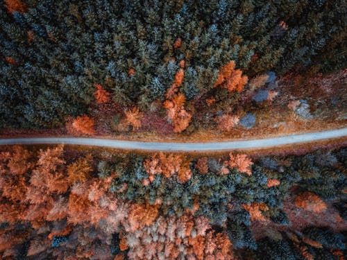 Základová fotografie zdarma na téma les, letecký snímek, ptačí perspektiva