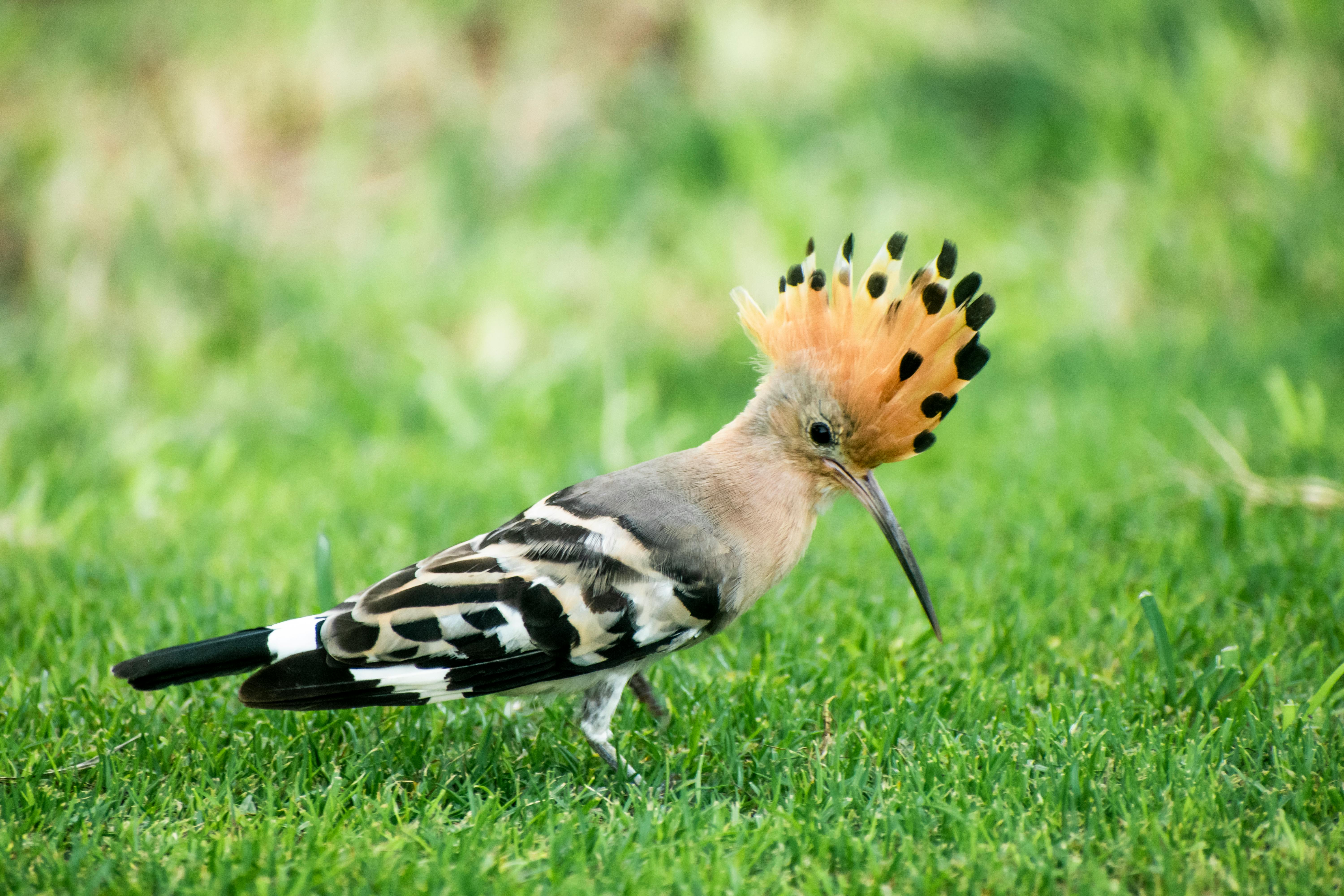 Little Hoopoe by AImages on DeviantArt