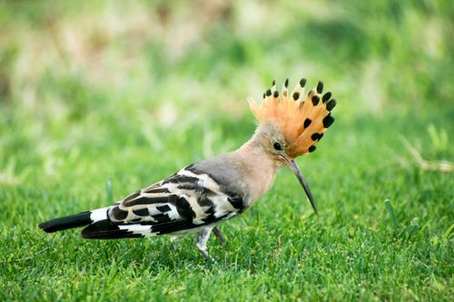 Free Close-up of a Eurasian Hoopoe bird, showcasing its vibrant crest and natural habitat. Stock Photo