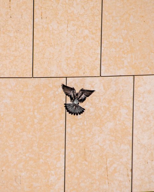 Free A bird captured mid-flight in front of a textured wall, showcasing movement and contrast. Stock Photo