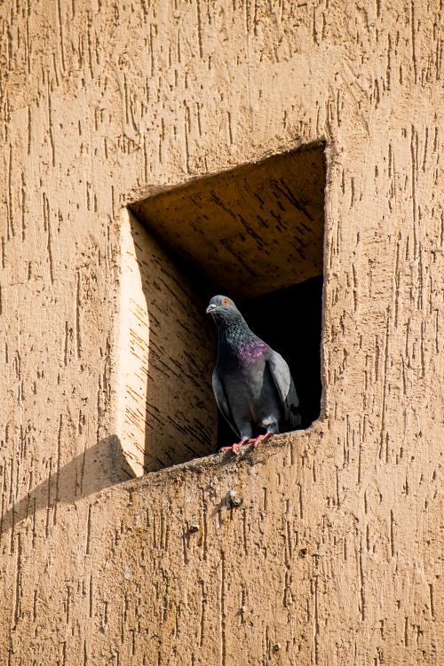 Free A pigeon resting in a rustic architectural wall opening, bathed in sunlight. Stock Photo
