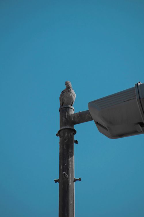 Free A pigeon sits on a streetlight pole under a clear blue sky, showcasing urban wildlife. Stock Photo