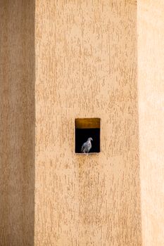 A pigeon rests in a small niche within a textured wall in Dubai, UAE.