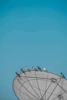 Birds resting on a satellite dish with clear blue sky background, showcasing technology and nature contrast.