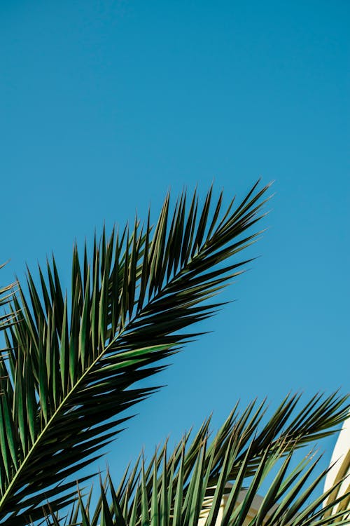 Close up of a Palm Leaf