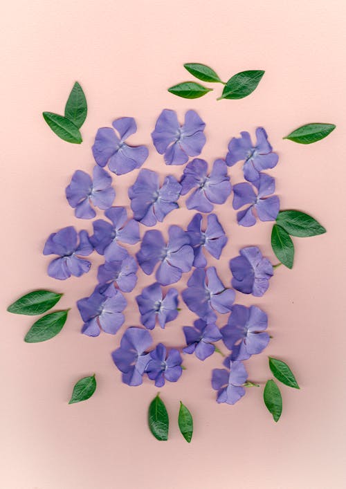 Violet Petals and Green Leaves on Pink Background