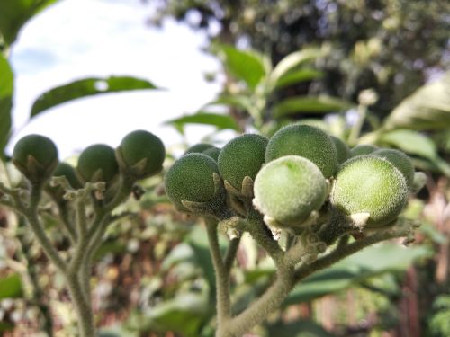 Free Potato Tree Stock Photo