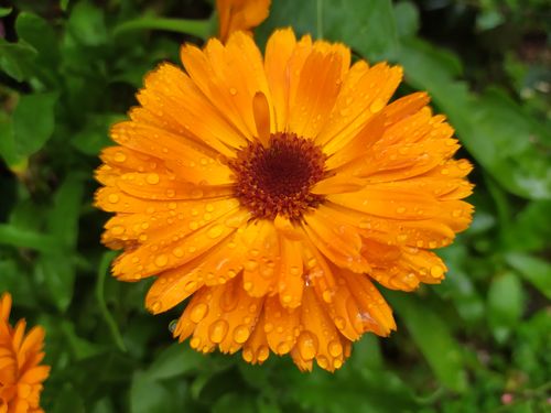 Free Pot Marigold Stock Photo