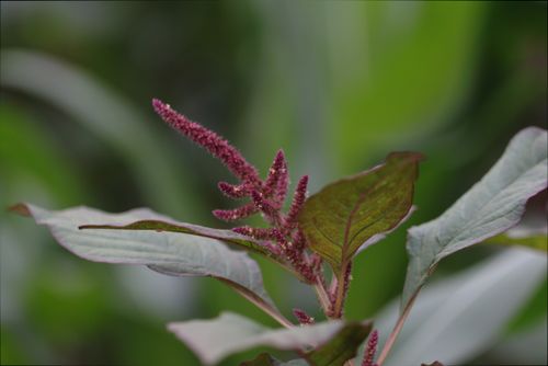 Free Red Amaranth (Terere) Stock Photo