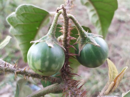 Free Solanum Incanum (Sodom Apple) Stock Photo