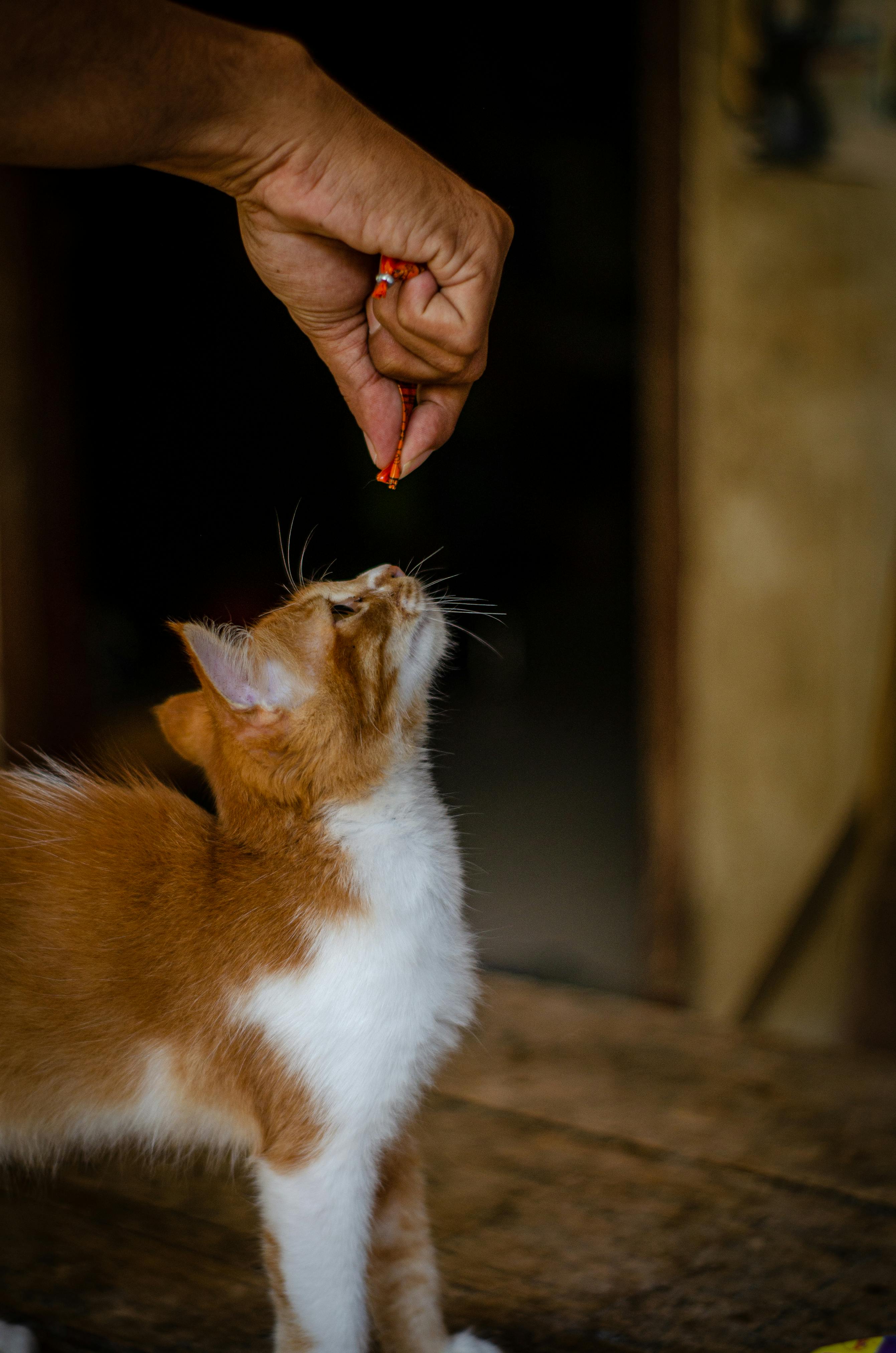 A curious orange and white kitten being fed by a human hand indoors. Warm and cozy atmosphere.