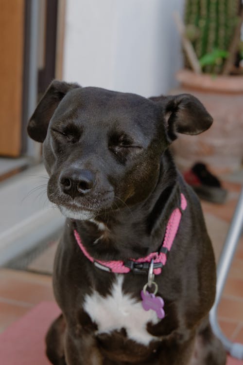 개, 검은색, 눈을 감다의 무료 스톡 사진