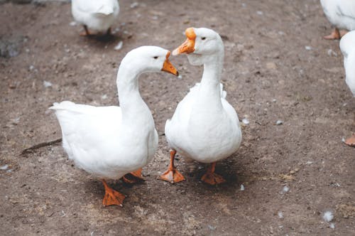 Two White Ducks