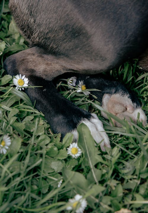 Gratis lagerfoto af blomster, hakket, høj vinkel visning